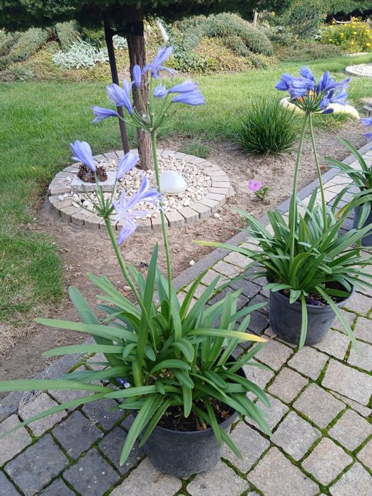 Pozostałe ogród kwiaty