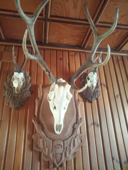 Poroża  i deski myśliwskie i inne