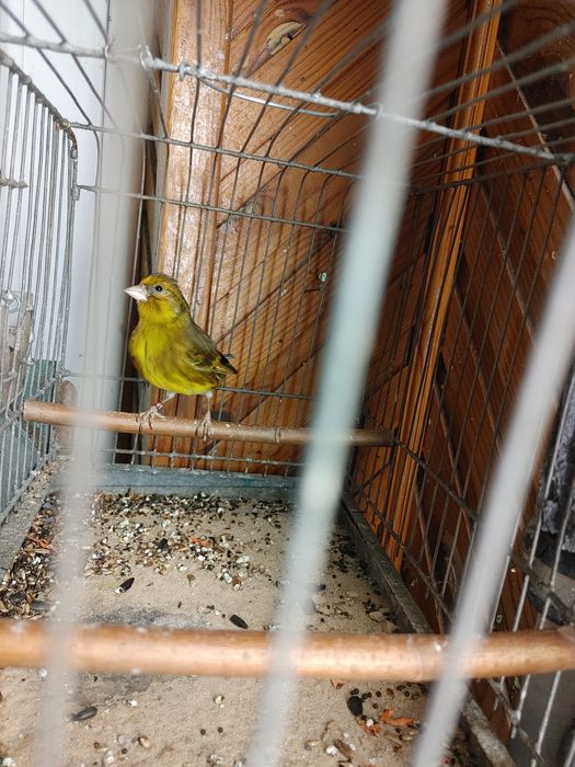 Sprzedam bastardy po Szczygla i po makolągwie