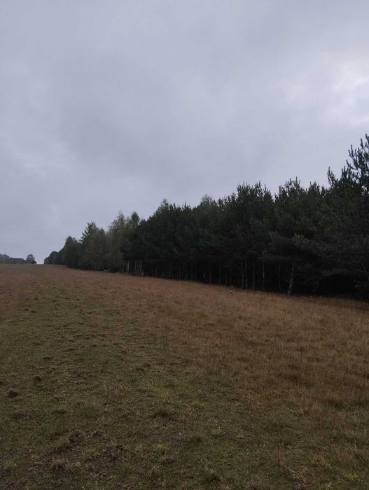 Sprzedam działkę leśna