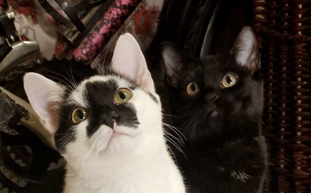 Młode koty: Węgielek i Łatka szukają domu!