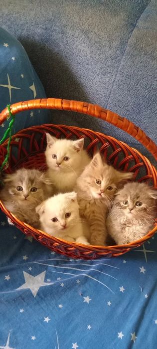 Шотландські кошенята,поїнд блю