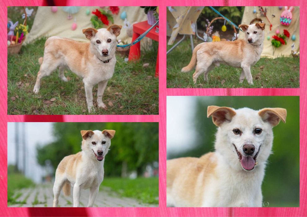 KUMIK - marzy o nowym domu i rodzinie