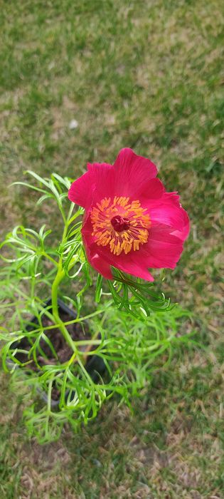 Paeonia tenuifolia delikatna
