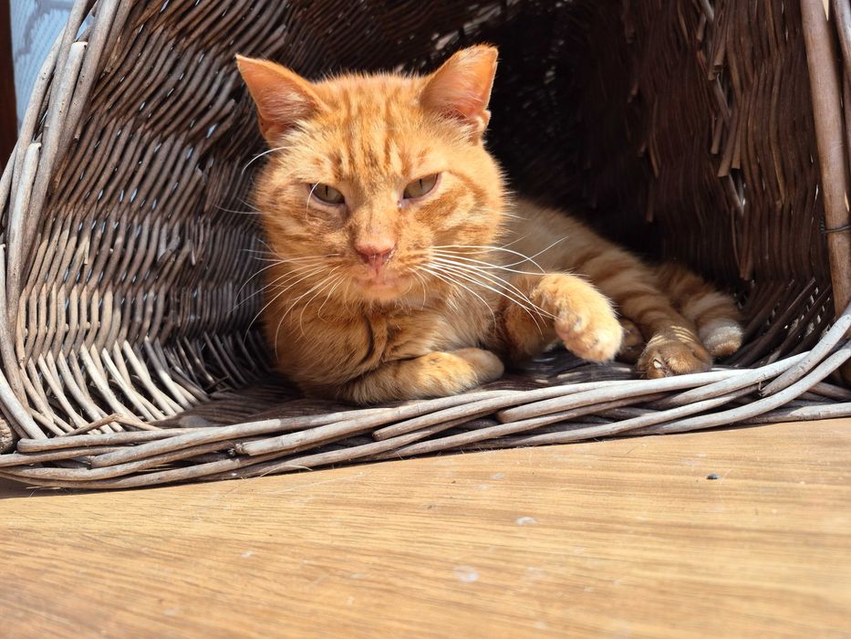 Rudy kocurek szuka swojego miejsca