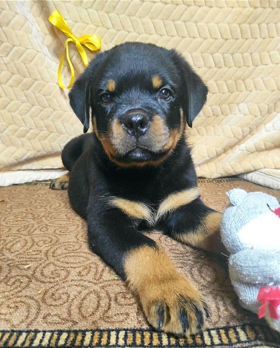 Готові до переїзду