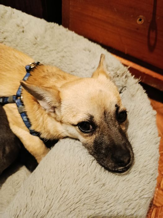 4 кг щастя в добрі руки