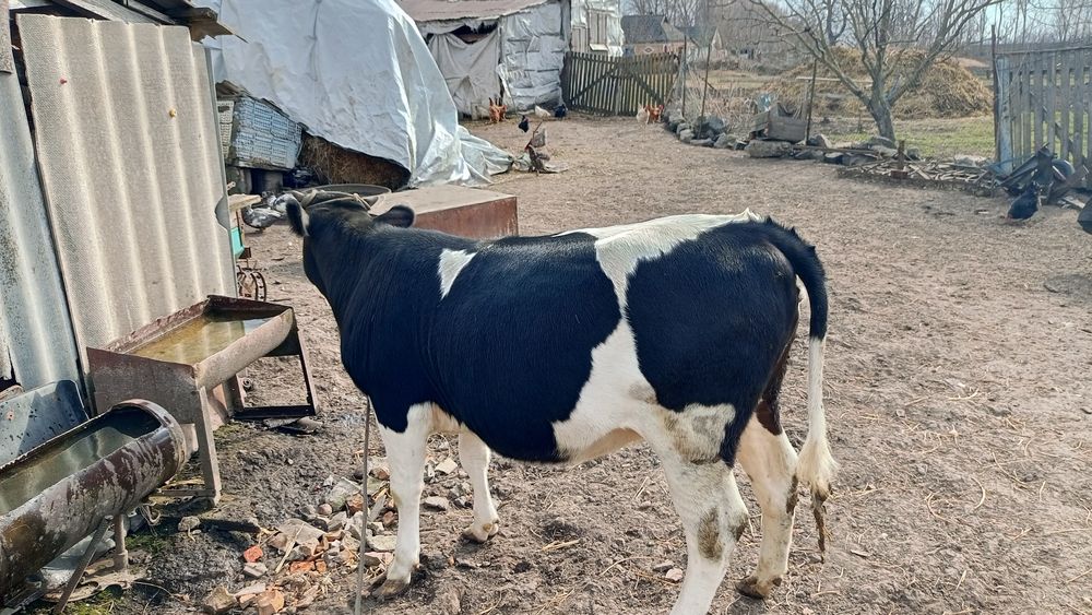 Телиця річнняк (Не тільна)