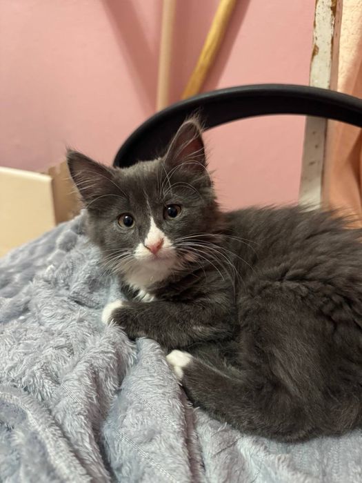 Котенок кошечка в хорошие руки