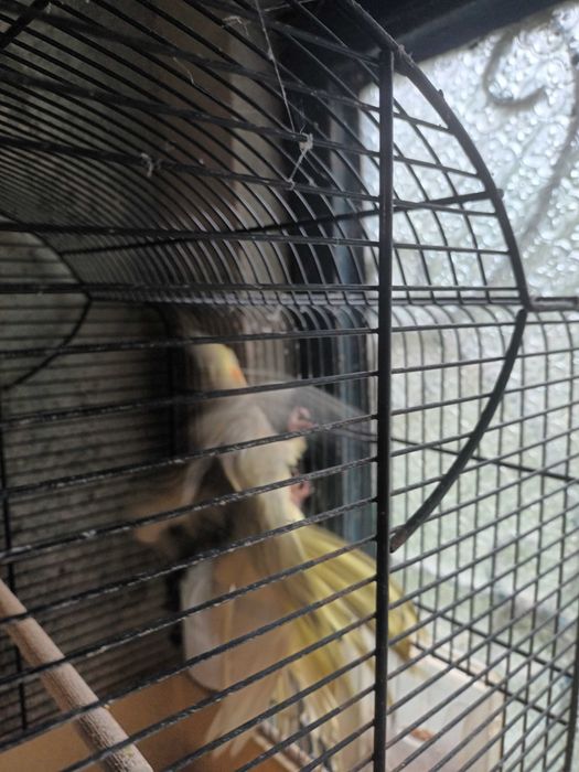 Caturras casal lindos cantadeiras