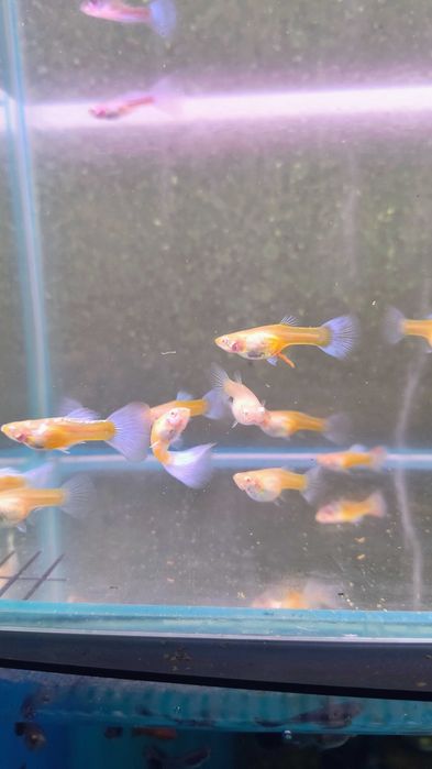 Gupiki Albino blue topaz