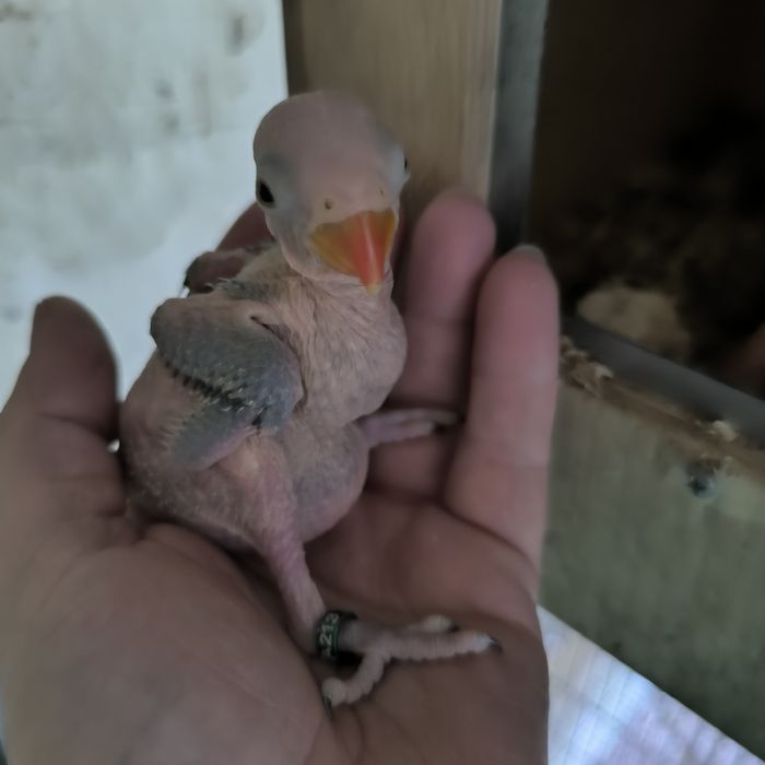 Para criar a mão, ring neck