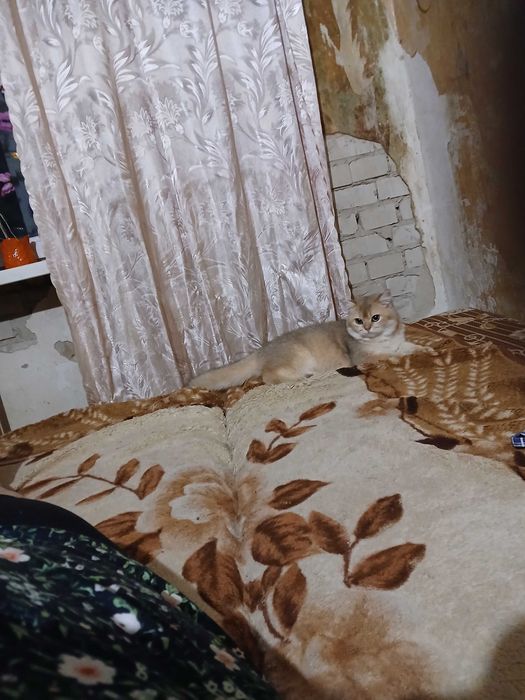 Продам кошку ,,Шотландка золотая шиншила"