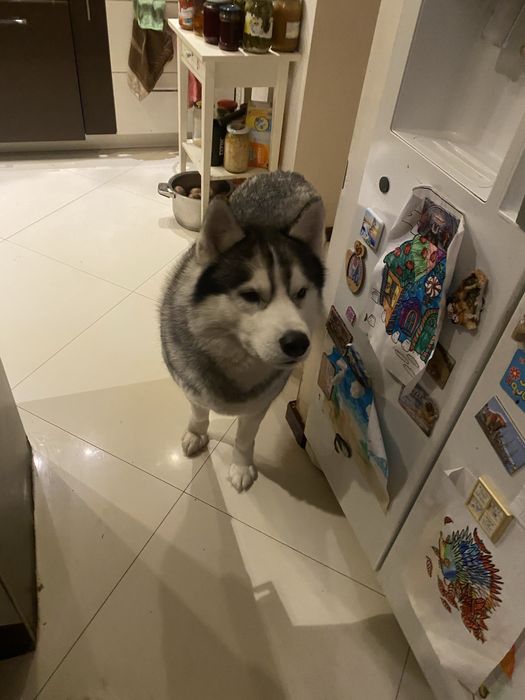 Pies Husky oddam