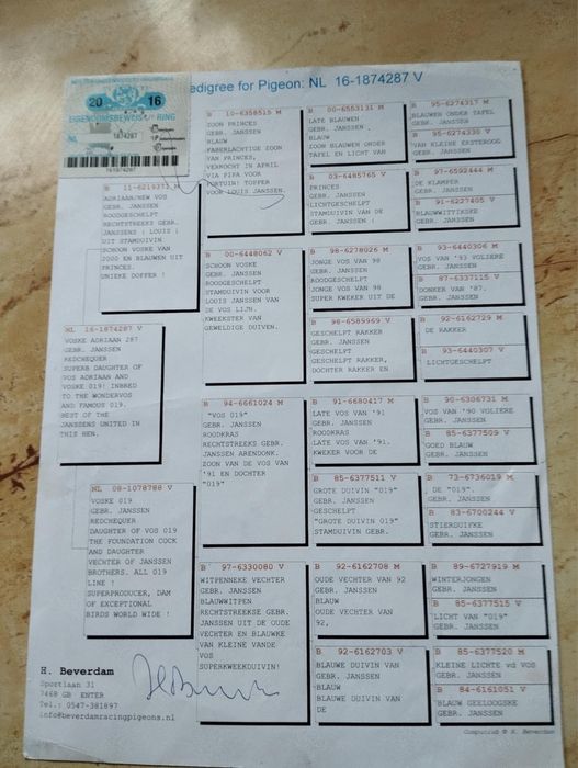 Gołębie pocztowe 100% Janssen