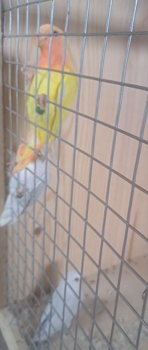 Caturras, agapornis e periquitos