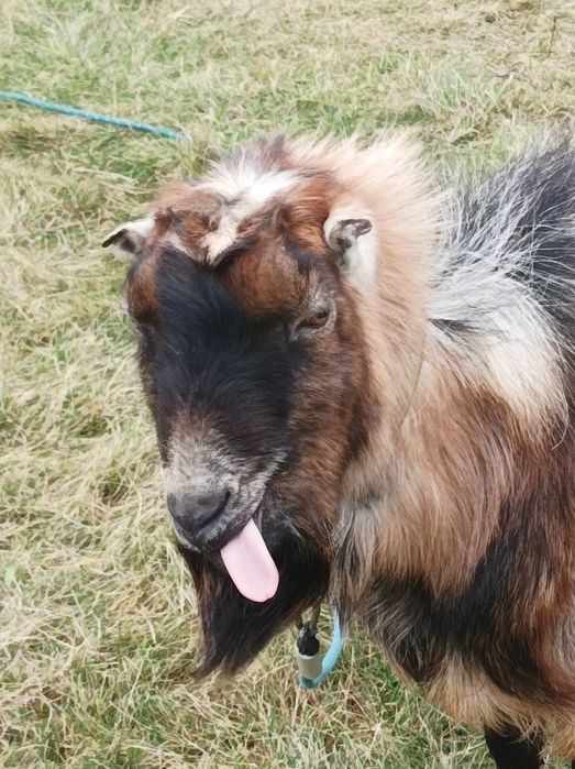 Козел Ламанча.Цап Ламанчі.