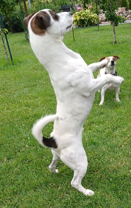 Jack russell terrier