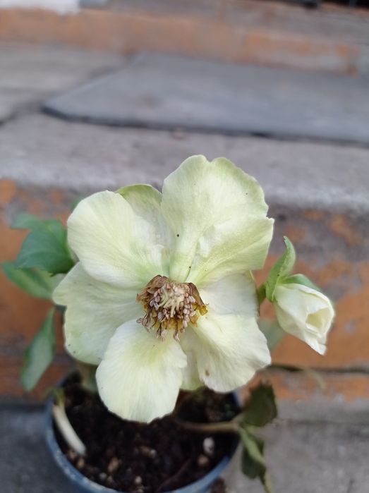 Цветущий морозник.