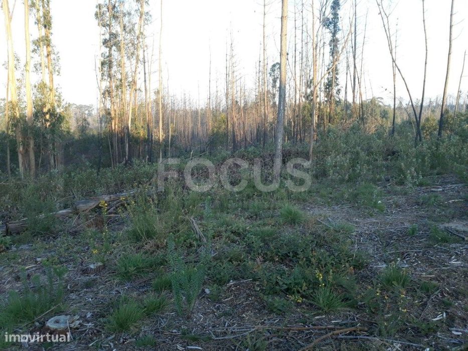 Terreno para loteamento Aveiro - Nariz