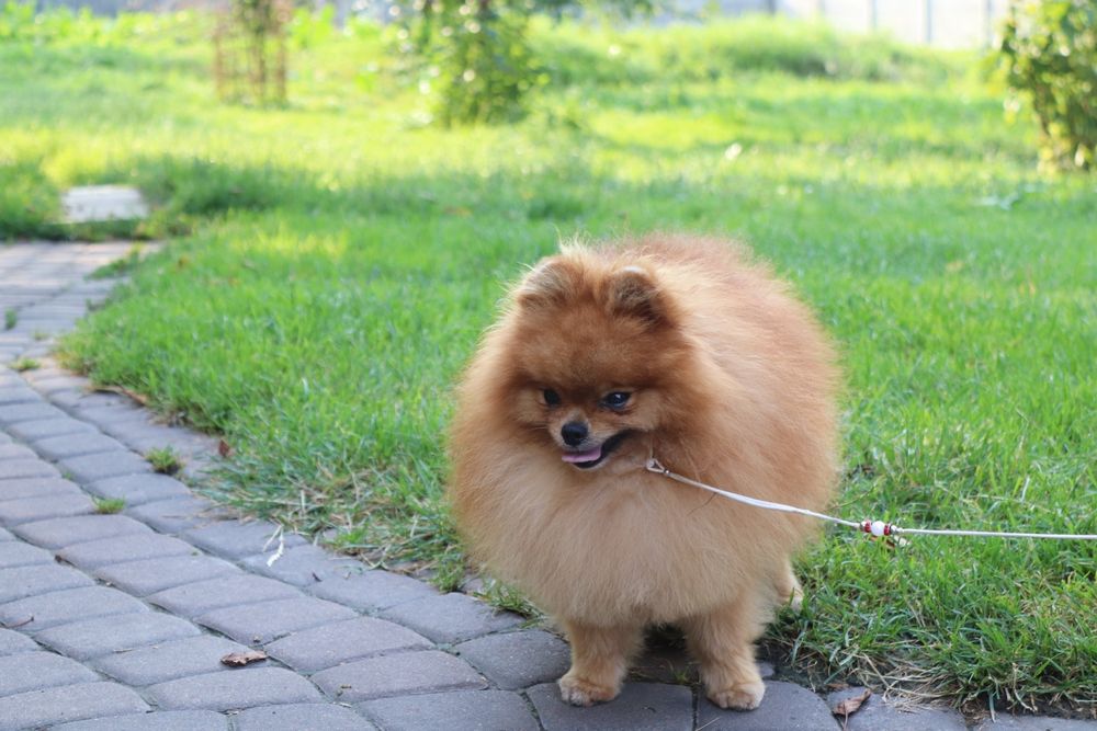 Кобель Померанський шпіц