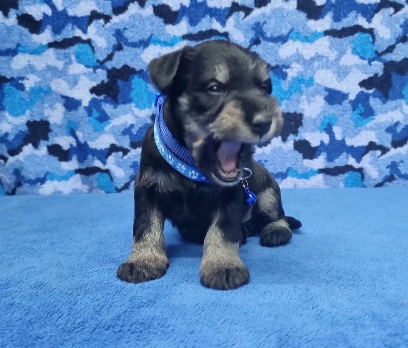 Цуценята цвергшнауцера