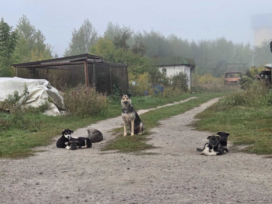 Шукаю найкращі родини цуценятам