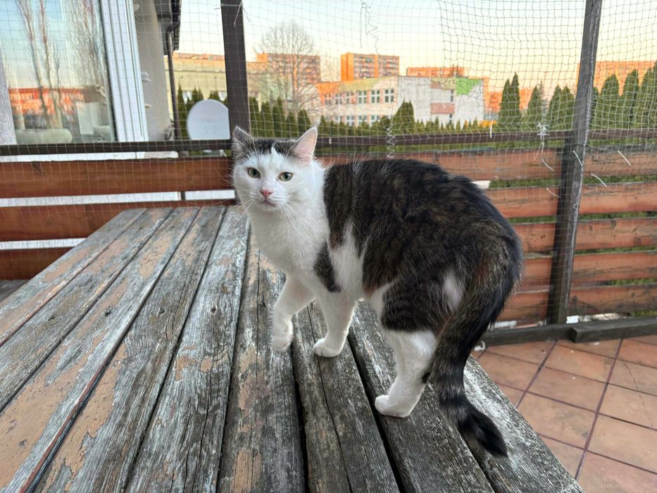 Wyjątkowa kochana koteczka szuka domu