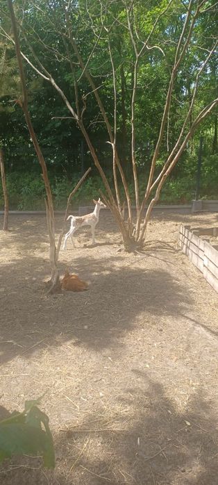 Samica Daniela łania czarna, brązowa polecam