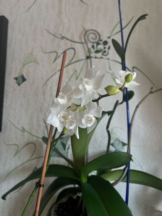 Орхідея фаленопсіс біла