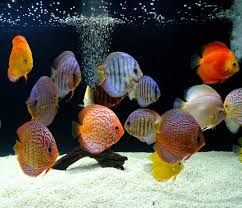 Vendo discus super premium