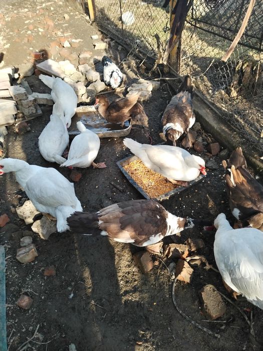 Мускатна  біла качка