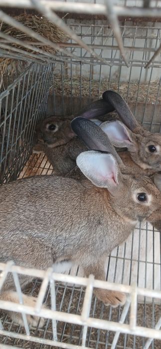 Coelhos caseiros