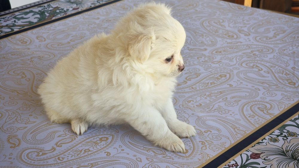Chihuahua branco macho de pelo comprido