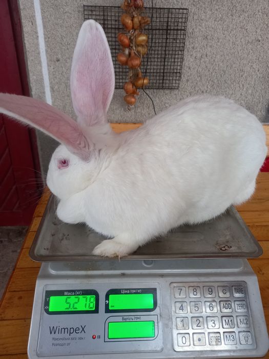 Кролі Термонці.  Самки і самці. Молодняк