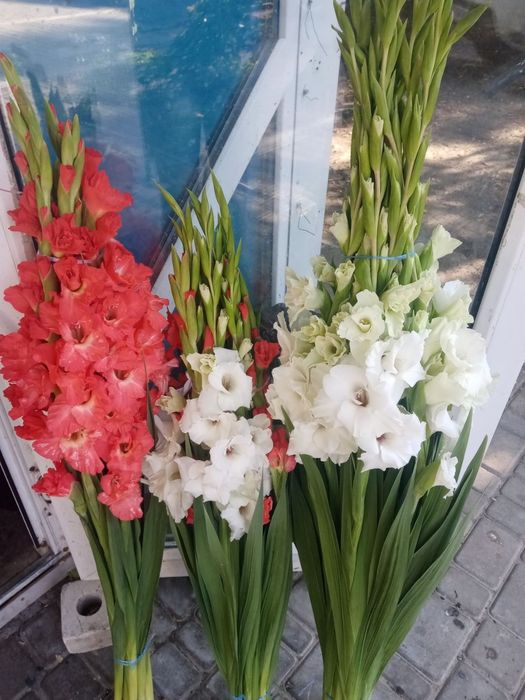 Цибулини гладіолусів