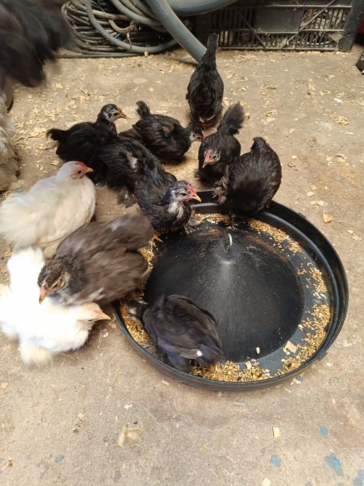 Lote pekins 3 meses
