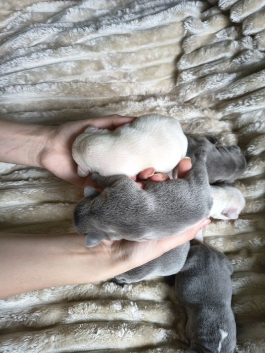 Buldog francuski umaszczenie lilac