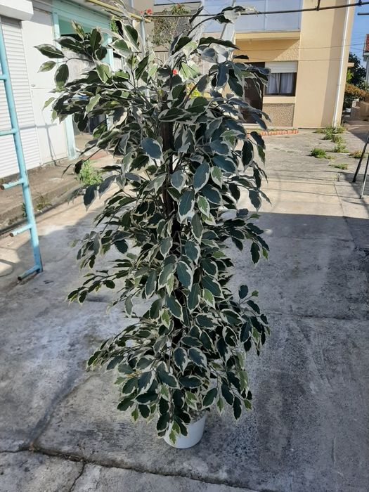 Vendo árvore artificial 1.50m altura em ótimo estado recolher em São João da Madeira.