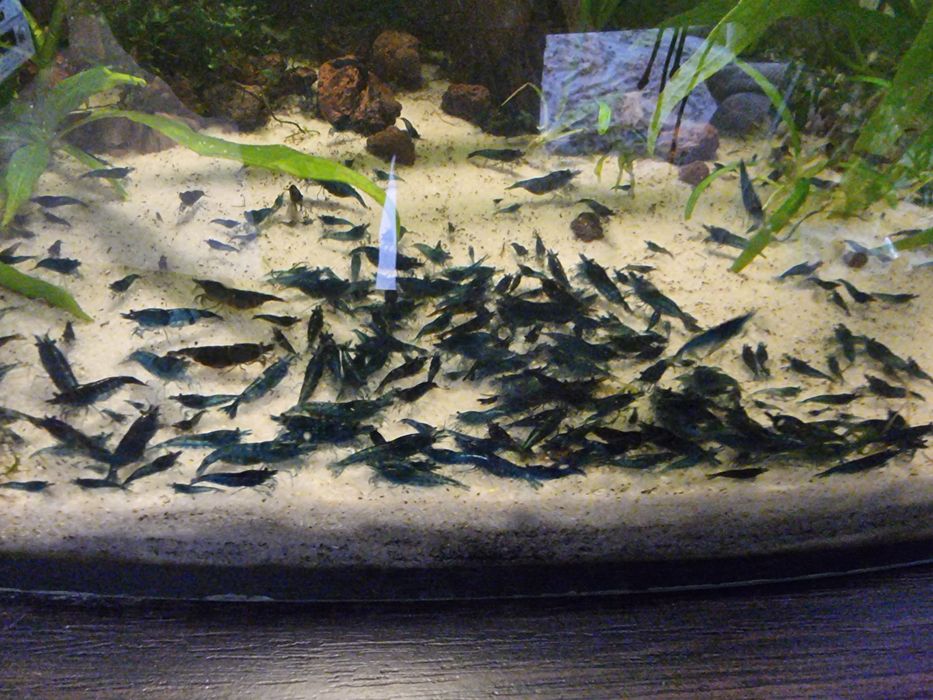 Sprzedam krewetki bluvelvet