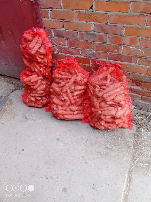 Marchew Marchewka paszowa