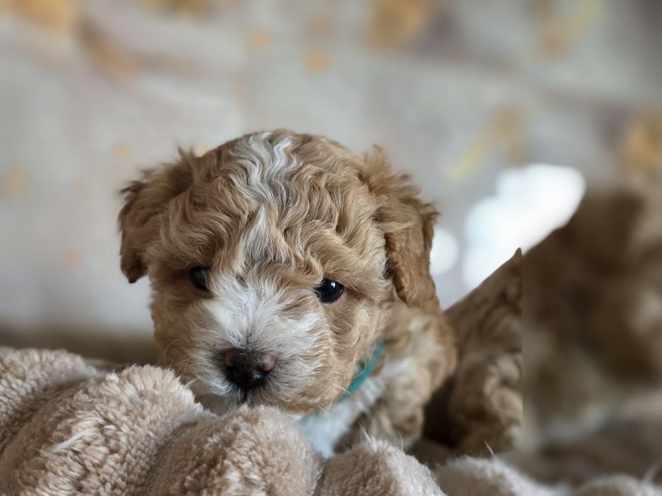Maltipoo.suczka.Badania genetyczne.