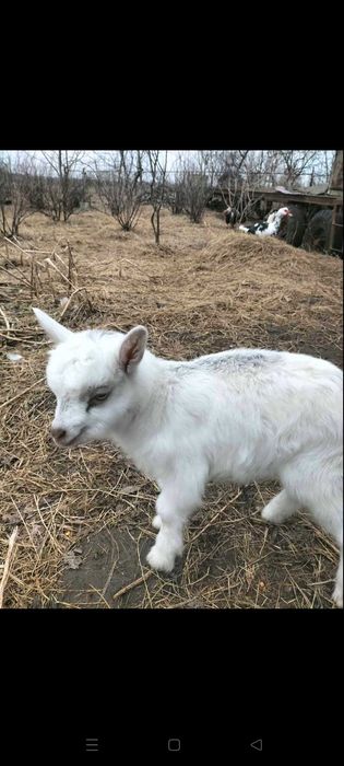 Продам козенят недорого
