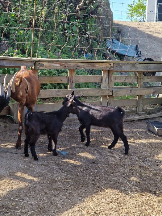 Cabra bebé 2- 3 meses