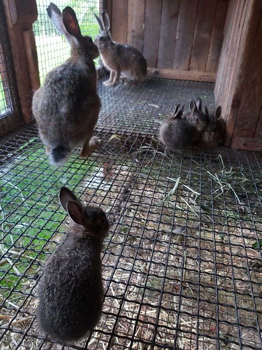Projekt - klatka do hodowli zajęcy