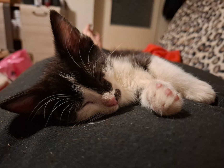 Bolek 11 tyg kocurek szuka domku