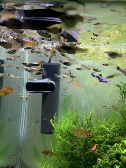 Guppy endler troca por guppy panda