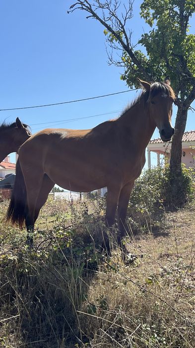 Egua puro sangue lusitano 3 anos