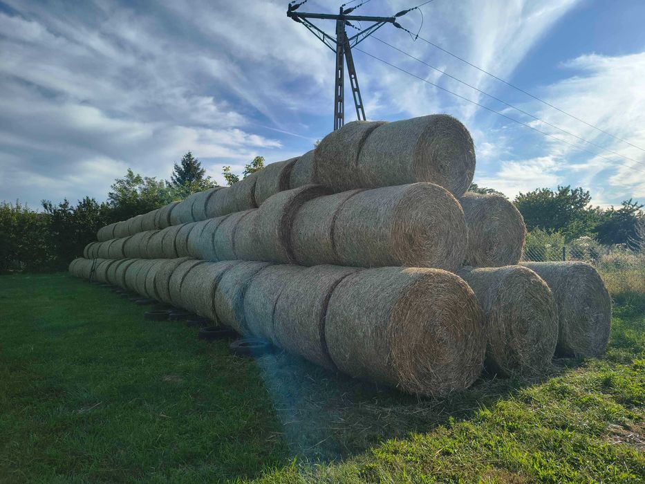 Bele Słoma 130cm (2025) | Bale słoma Słoma 130cm tegoroczna