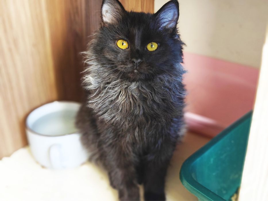 Чудовий Кай шукає родину.Кошеня.6 міс.. Стерилізований.Кіт